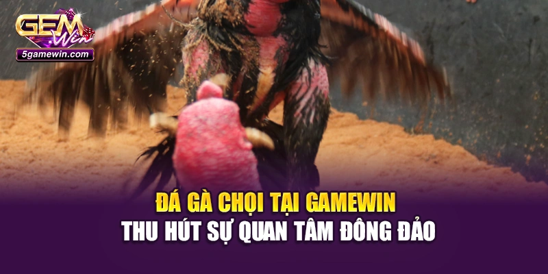Đá gà chọi tại Gamewin thu hút sự quan tâm đông đảo