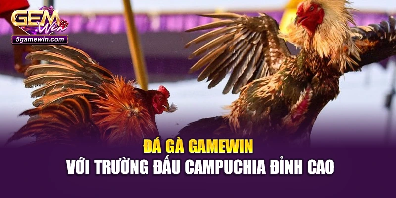 Đá gà GameWin với trường đấu Campuchia đỉnh cao