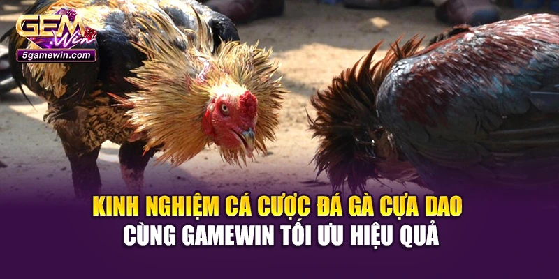 Kinh nghiệm cá cược đá gà cựa dao cùng Gamewin tối ưu hiệu quả