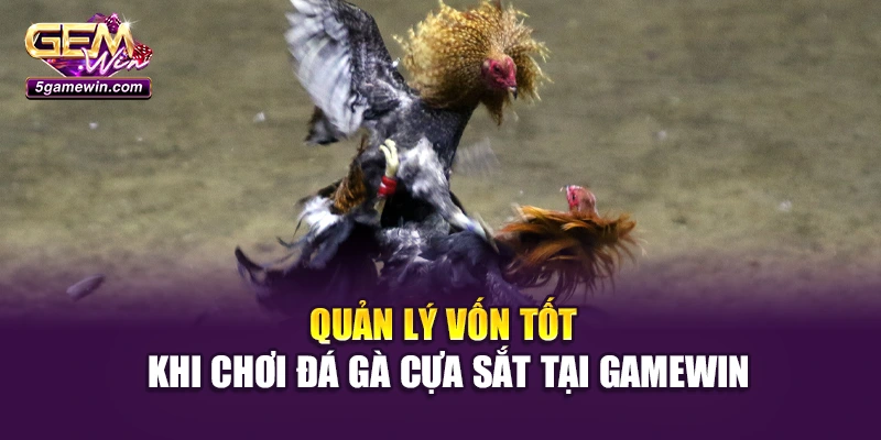 Quản lý vốn tốt khi chơi đá gà cựa sắt tại Gamewin