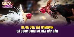 Đá Gà Cựa Sắt Gamewin – Cá Cược Bùng Nổ, Đầy Hấp Dẫn
