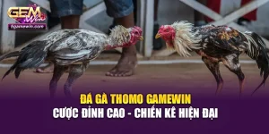 Đá Gà Thomo Gamewin: Cược Đỉnh Cao - Chiến Kê Hiện Đại