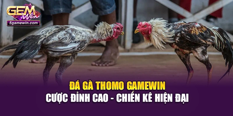 Đá Gà Thomo Gamewin: Cược Đỉnh Cao - Chiến Kê Hiện Đại